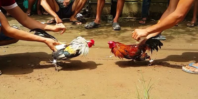 Soi kèo đá gà mạng